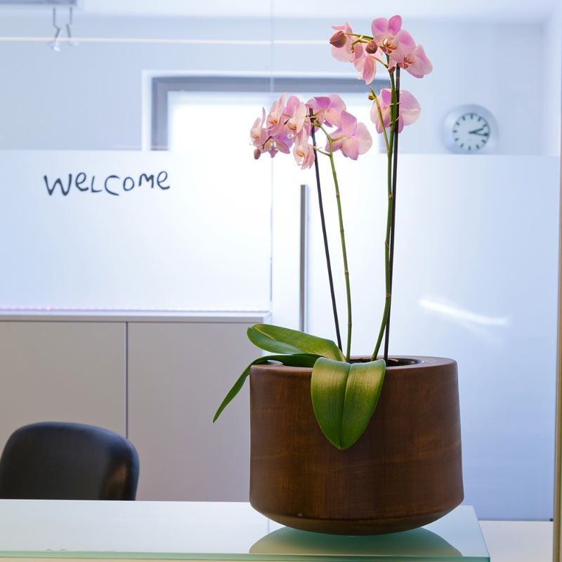 Flower Pot on Counter